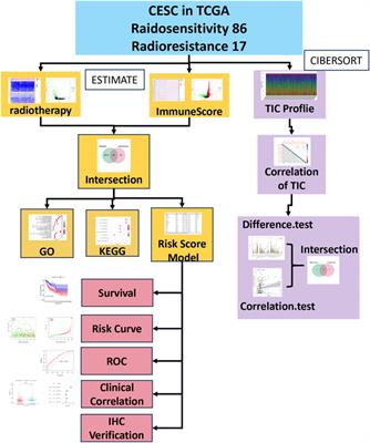 A novel immune-related risk-scoring system associated with the prognosis and response of cervical cancer patients treated with radiation therapy